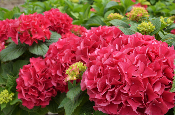 Hydrangea Grateful Red