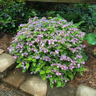 Kokonoe-Yama Hydrangea