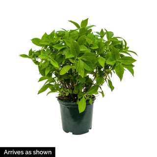 Magical® Bluebells Hydrangea