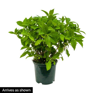 Cherry-Go-Round ™ Bigleaf Hydrangea