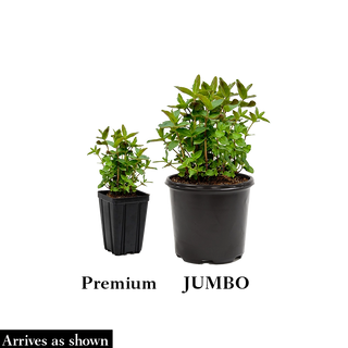 Beelicious® Purple Hummingbird Mint