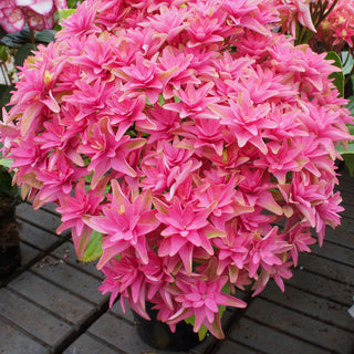 Princess Diana Mophead Hydrangea