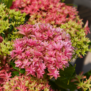 Princess Diana Mophead Hydrangea