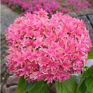 Princess Diana Mophead Hydrangea