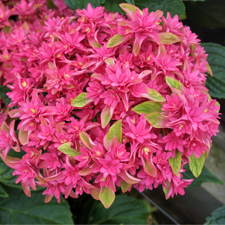 Princess Diana Mophead Hydrangea