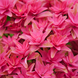 Princess Diana Mophead Hydrangea