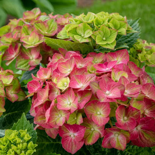 Tilt-a-Swirl® Hydrangea