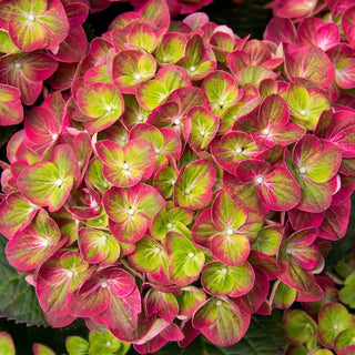 Tilt-a-Swirl® Hydrangea