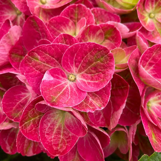 Tilt-a-Swirl® Hydrangea