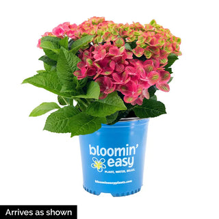 Tilt-a-Swirl® Hydrangea