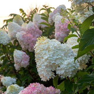 First Editions® Vanilla Strawberry™ Hydrangea