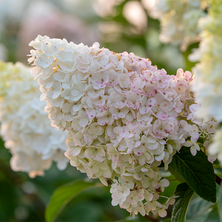 First Editions® Vanilla Strawberry™ Hydrangea