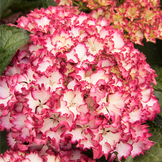 Seaside Serenade® Fire Island Hydrangea