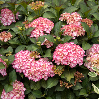 Seaside Serenade® Fire Island Hydrangea