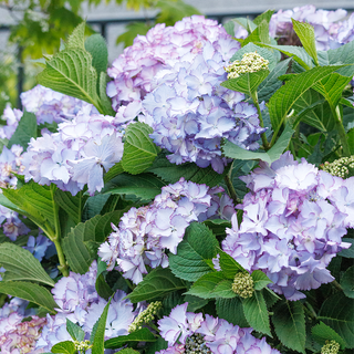 Seaside Serenade® Crystal Cove Hydrangea