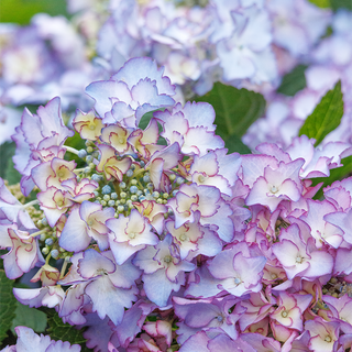 Seaside Serenade® Crystal Cove Hydrangea