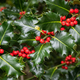 Blue Princess & Blue Prince Holly