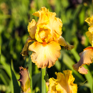 Adobe Sands Bearded Iris