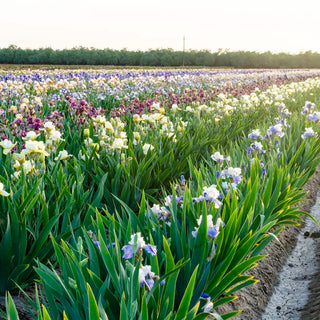 Purple Reign Bearded Iris