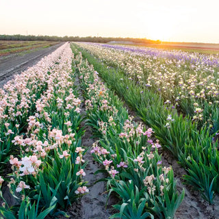 Chasing Destiny Bearded Iris