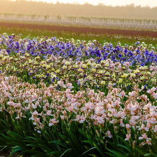 Men Are From Mars Bearded Iris
