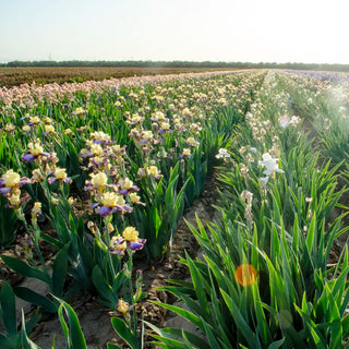 Winter Waltz Bearded Iris
