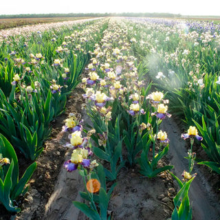 Men Are From Mars Bearded Iris