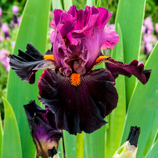 Fiery Temper Bearded Iris