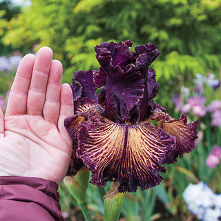 Drama Queen Bearded Iris