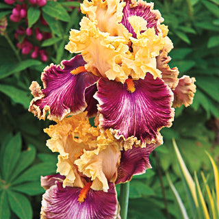 Decadence Bearded Iris