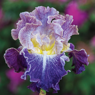 Moonlit Water Bearded Iris