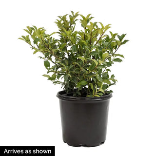 Blue Muffin® Viburnum