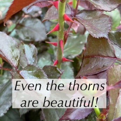 The new growth on the rose Take it Easy, is a beautiful red adding ornamental interest to the garden before the flowers come along.