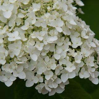 Incrediball® Hydrangea
