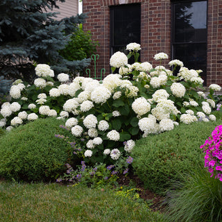 Incrediball® Hydrangea