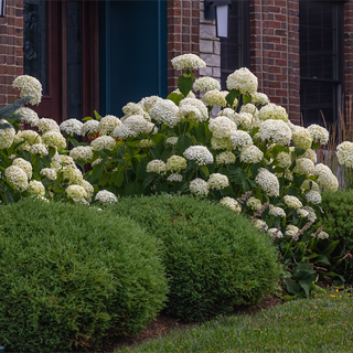 Incrediball® Hydrangea