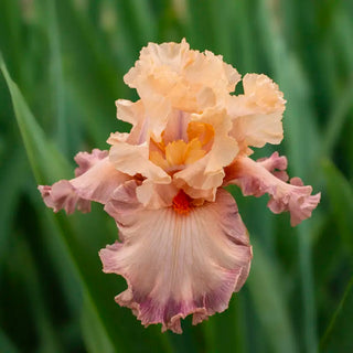 Poster Girl Bearded Iris