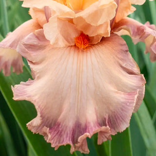 Poster Girl Bearded Iris
