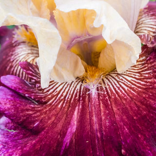 Royal Harlequin Bearded Iris