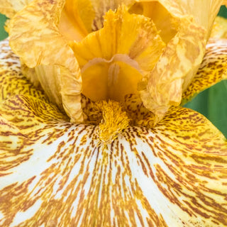 Tiger Honey Bearded Iris