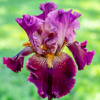 Obsessed Bearded Iris