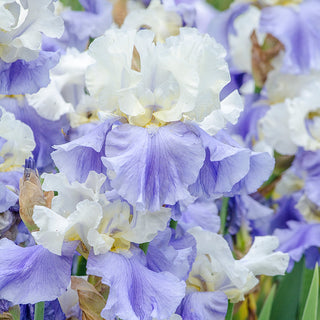Stairway To Heaven German Iris