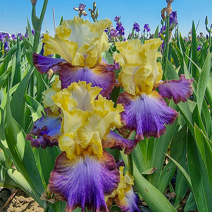 Spring Hill Nursery Catalog Spring Hill Nurseries