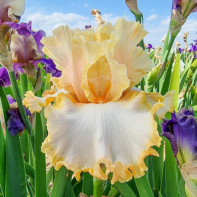 Apricot Kerfuffle Kickstart Iris - Shop Irises | Spring Hill Apricot Kerfuffle Kickstart Iris - Shop Irises | Spring Hill