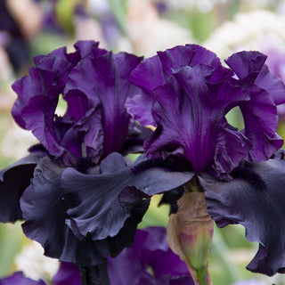 Black Is Black Bearded Iris