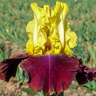 Blatant Reblooming Iris