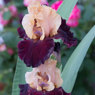 Broad Shoulders Bearded German Iris