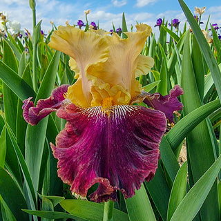 Burgundy Bohemian Bearded Iris