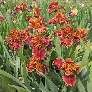 Chestnuts Roasting Bearded Iris