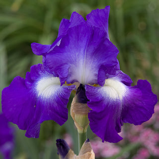 City Lights Reblooming Iris